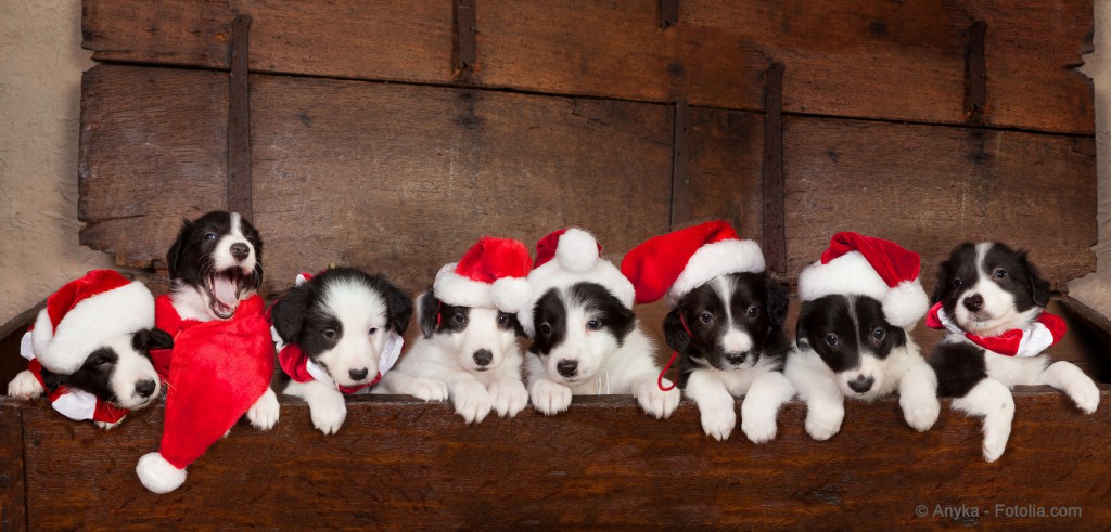 Eight christmas puppies